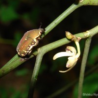 Luisia tenuifolia Blume